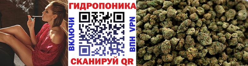 Каннабис сатива  Белокуриха 